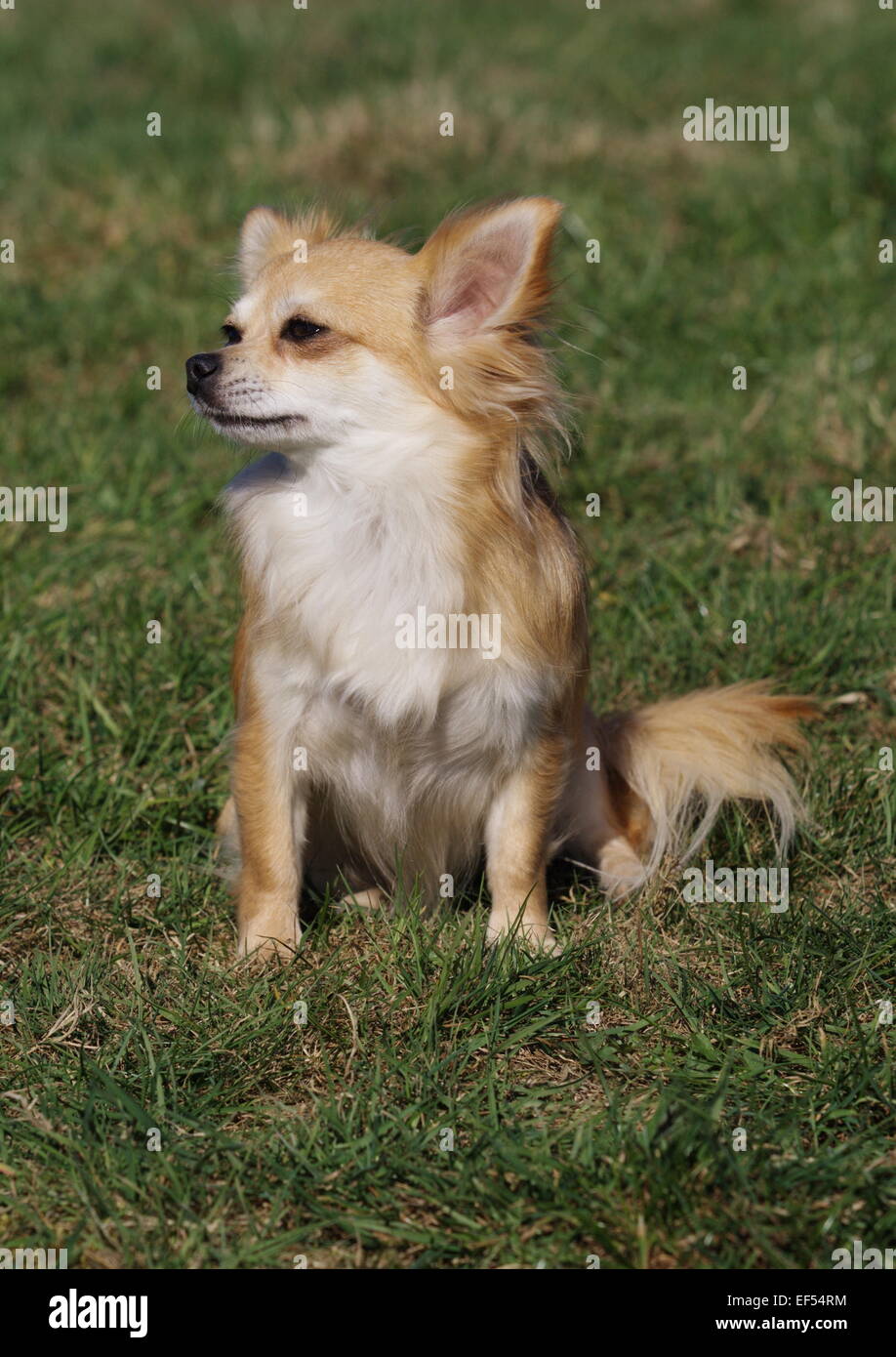 Chihuahua sitzt auf einer Wiese Banque D'Images