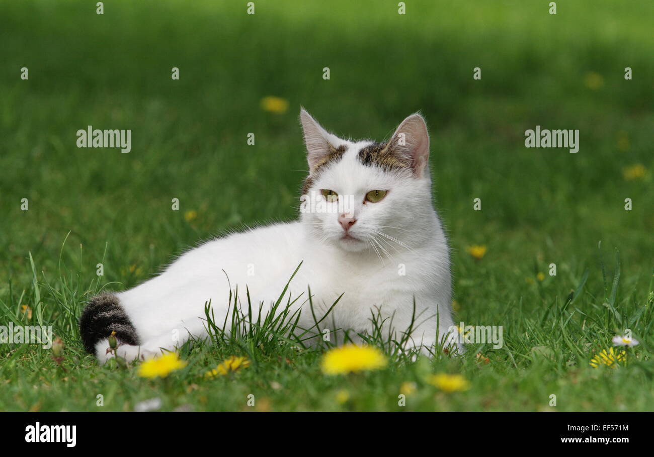 Katze im Garten, 2 Jahre Banque D'Images