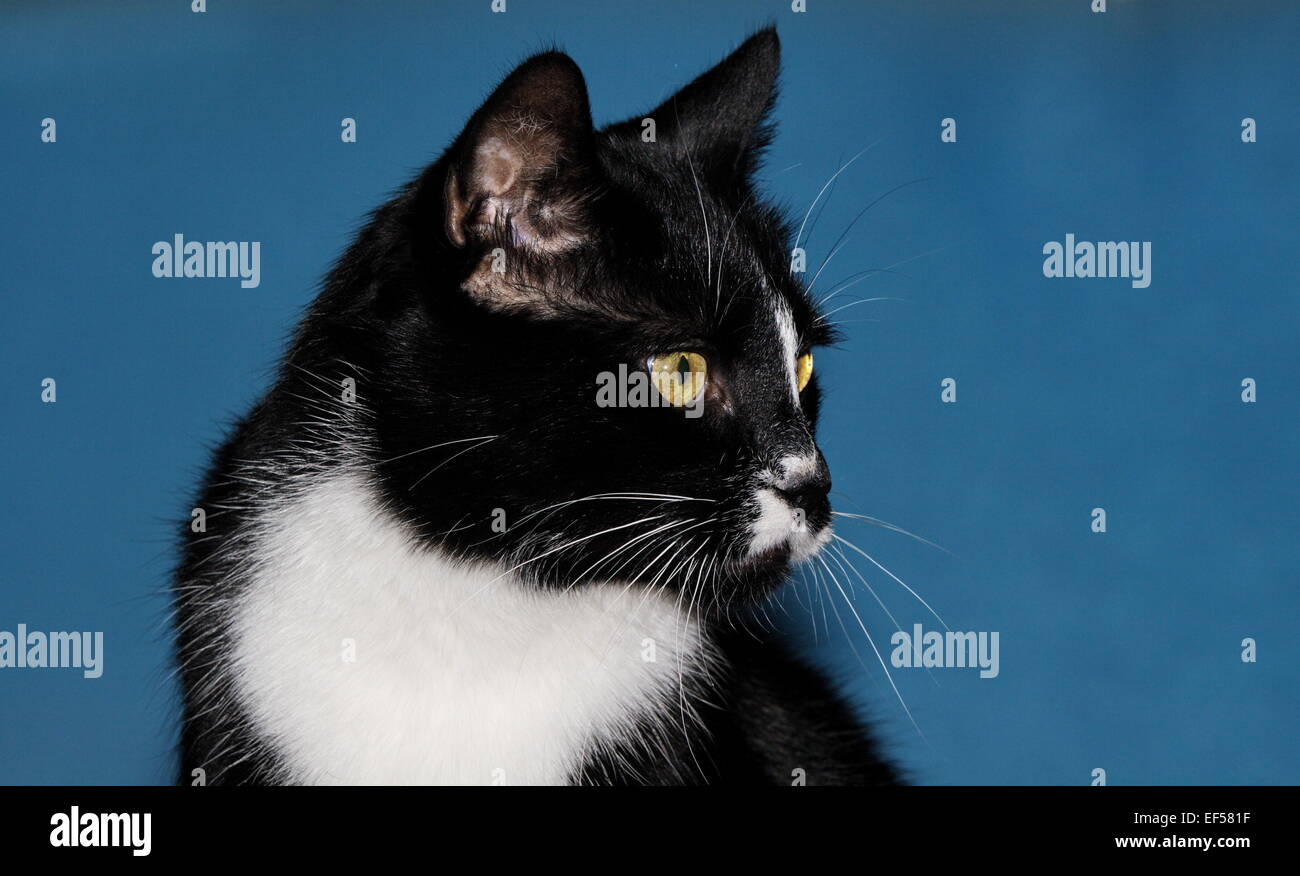 Portrait eines 11 jährigen Katze Banque D'Images
