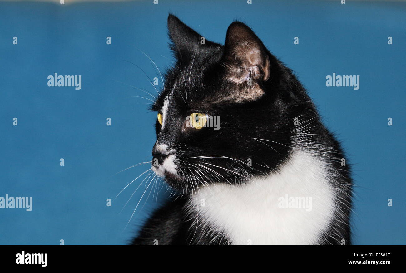 Portrait eines 11 jährigen Katze Banque D'Images