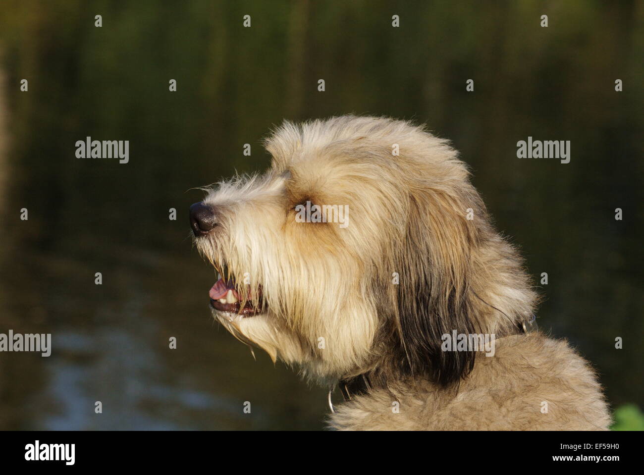 Pudel mix Banque D'Images