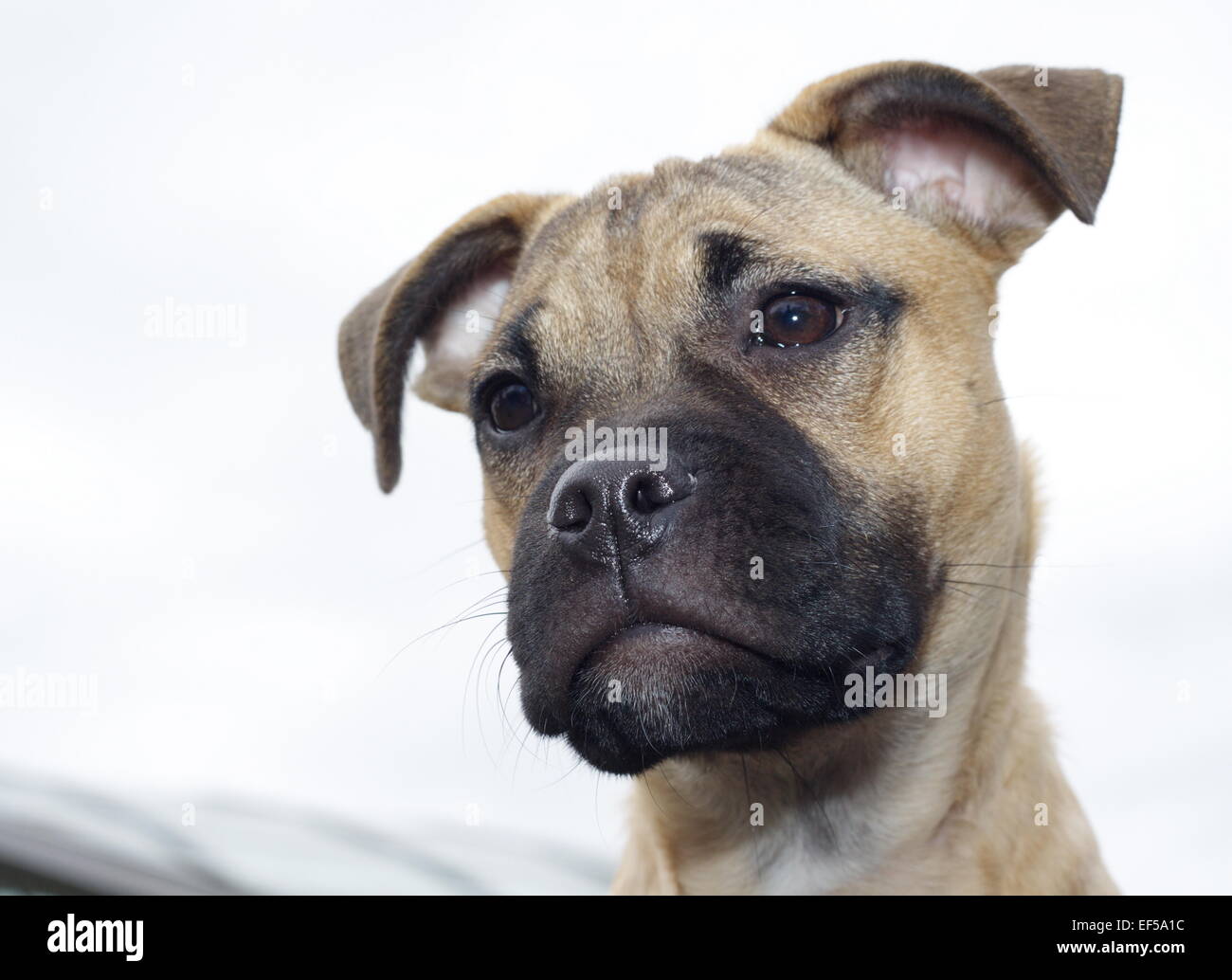 Portrait miniature Bullterrier Mops Hintergrund weißer bär vor Banque D'Images