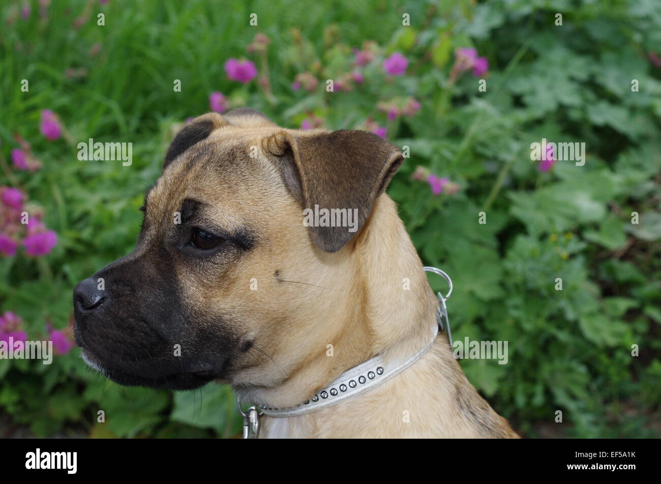 Mops-Miniature Mischling Bullterrier vor Portrait Blumen Banque D'Images