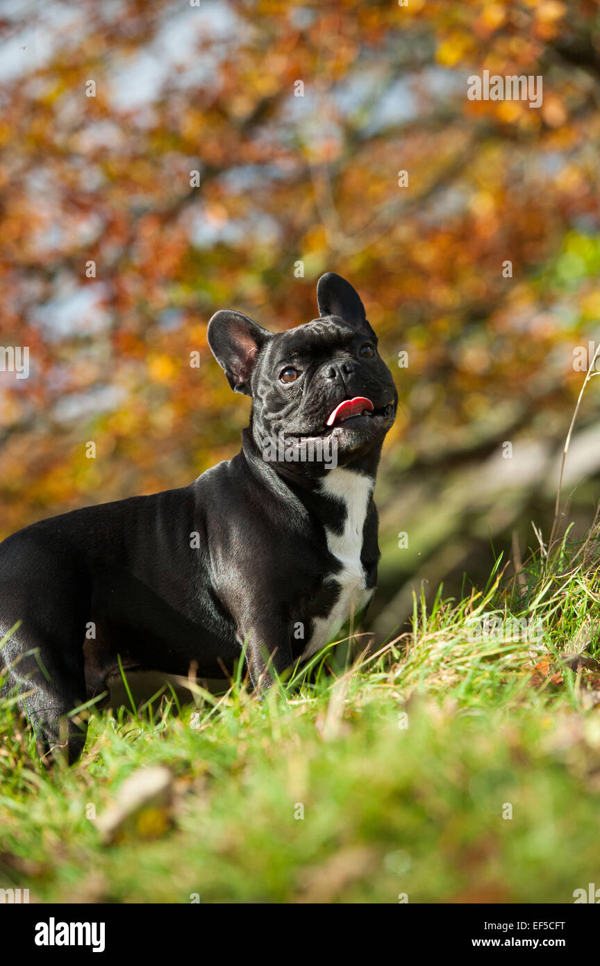 Revêtement noir bouledogue français, en campagne, UK. Banque D'Images