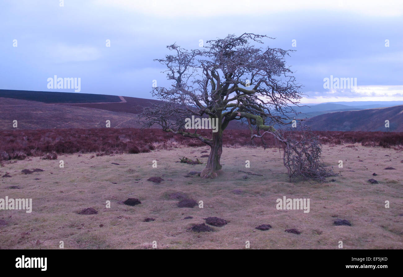 Promenades North Devon Banque D'Images