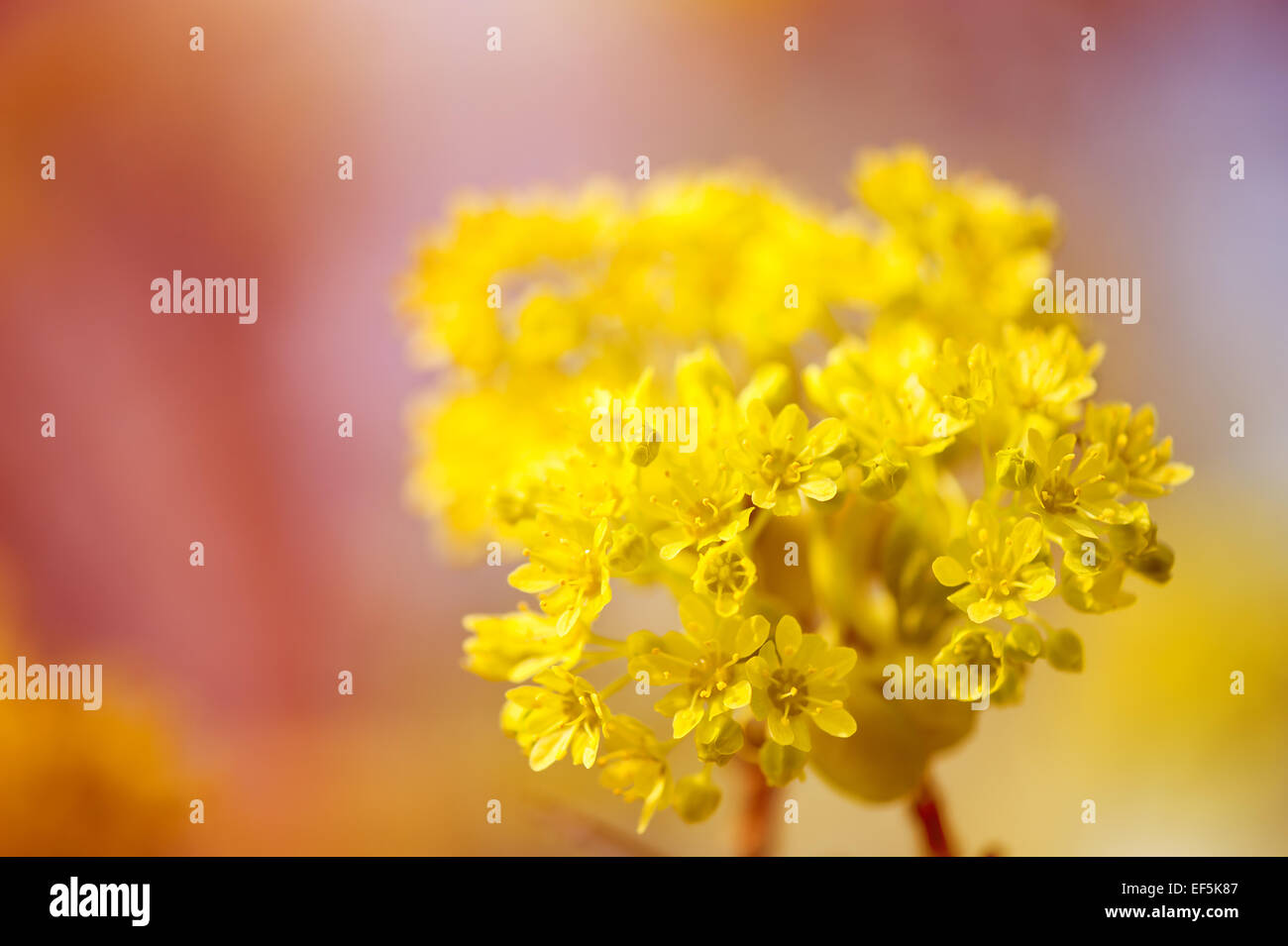 Détail de l'inflorescence en bouquets Acer Banque D'Images