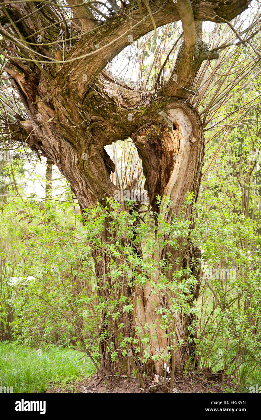 Split tree énorme trou vieux tronc bois divisé Banque D'Images