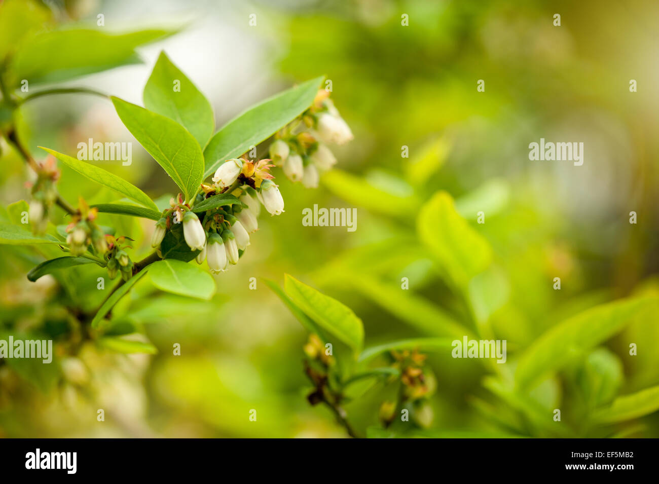 Vaccinium corymbosum rameau en fleurs fleurs blanches Banque D'Images