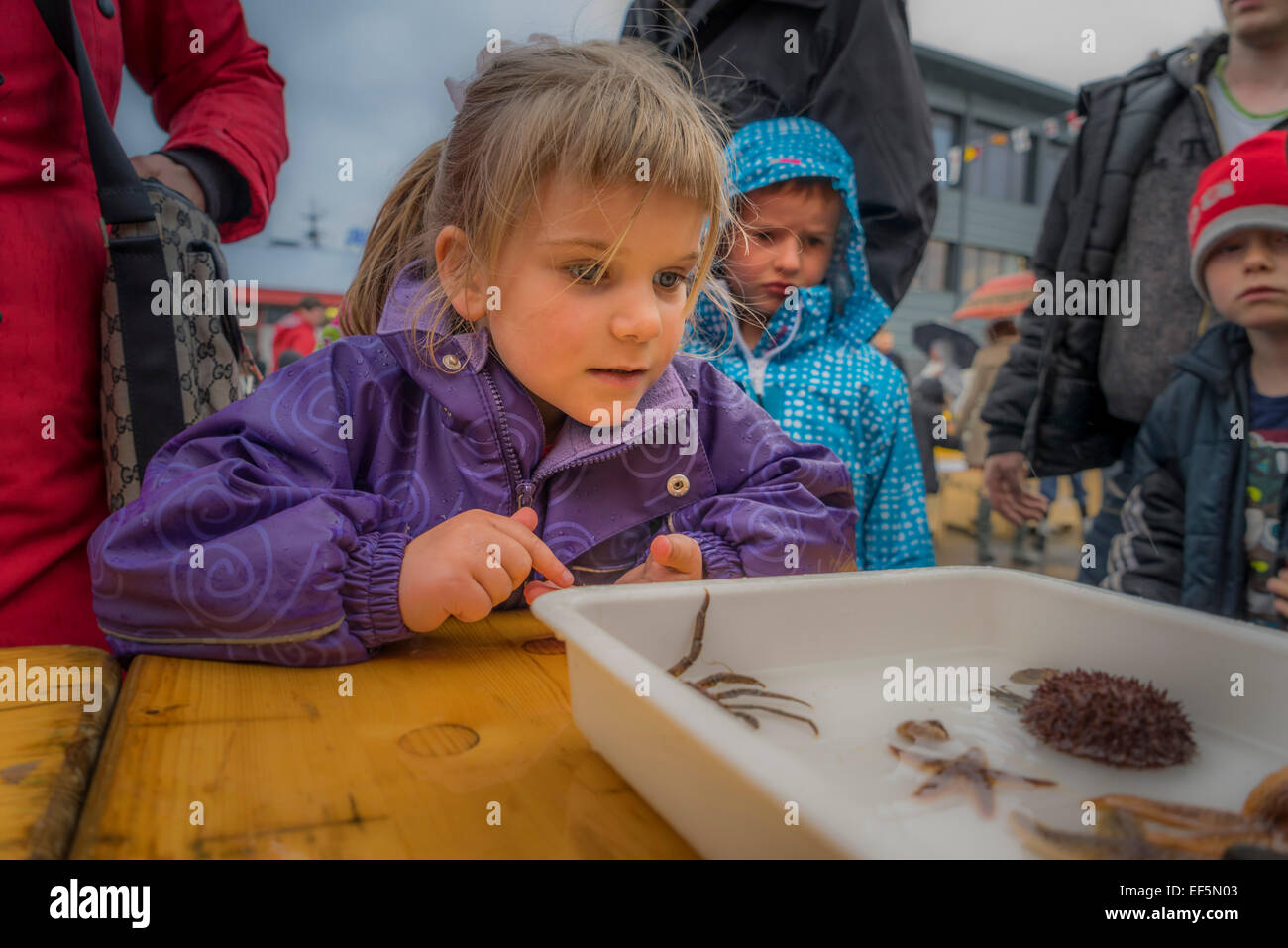 L'apprentissage des enfants sur les fruits de mer au cours de l'assemblée annuelle de seaman's day festival, Reykjavik, Islande Banque D'Images