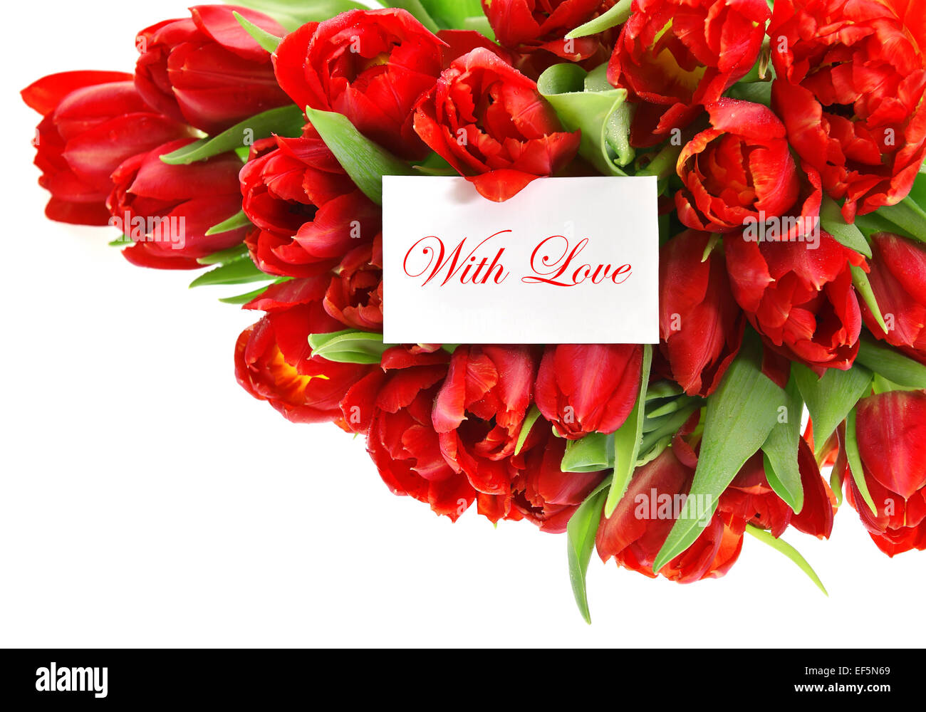 Des tulipes rouges et blanches de la carte papier. L'exemple de texte avec amour. fleurs de printemps Banque D'Images