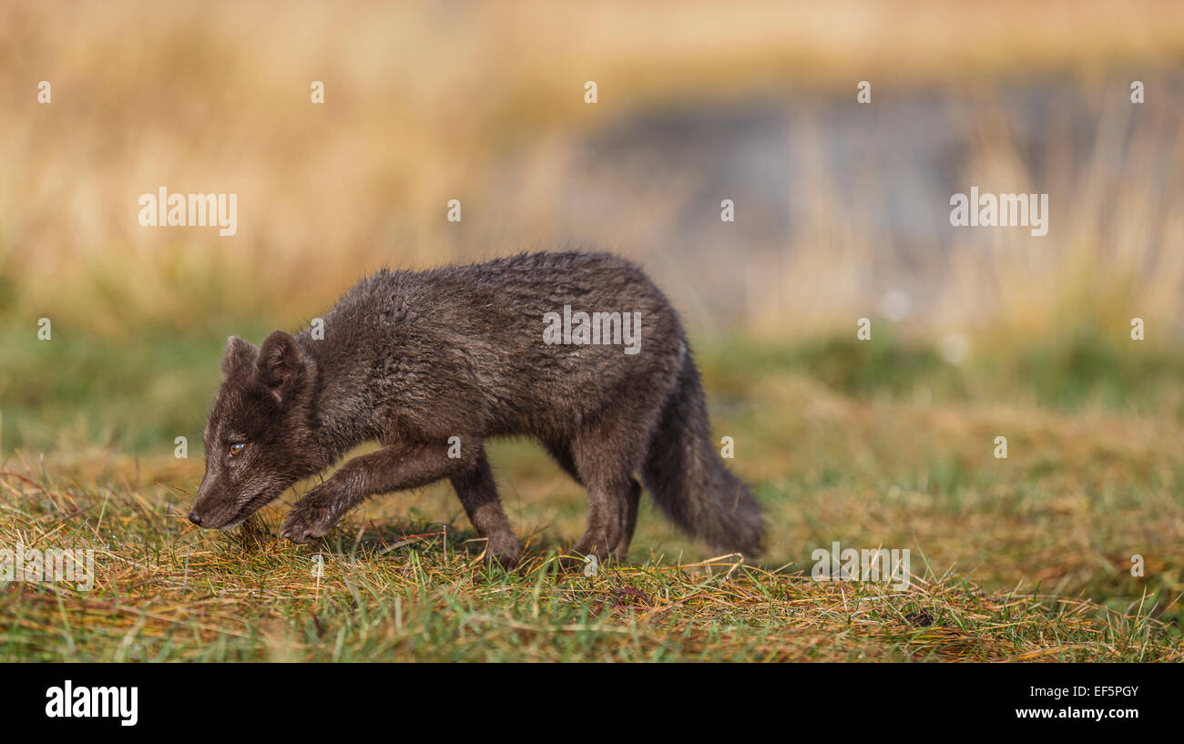 Portrait de renard arctique, Alopex lagopus, Islande Banque D'Images