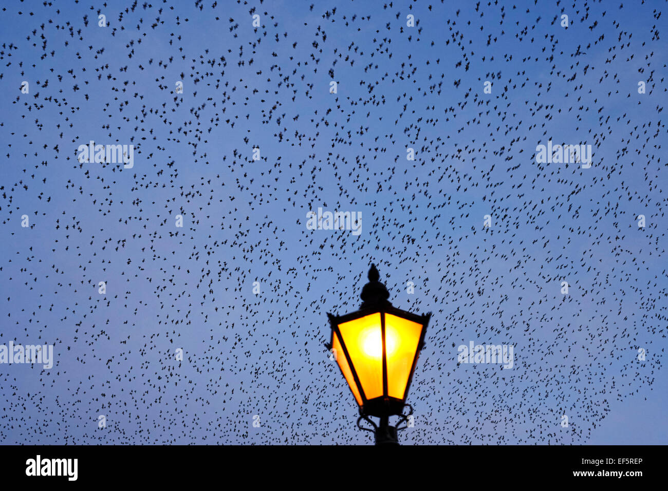 Murmuration énorme d'étourneaux survolant une rue de la ville lumière Banque D'Images