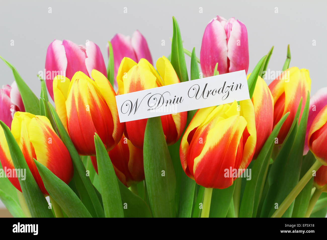 W Dniu May Urodzin Ce Qui Signifie Joyeux Anniversaire En Polonais Avec Tulipes Colorees Photo Stock Alamy W Dniu May Urodzin Ce Qui Signifie Joyeux Anniversaire En Polonais Avec Tulipes Colorees Photo Stock Alamy