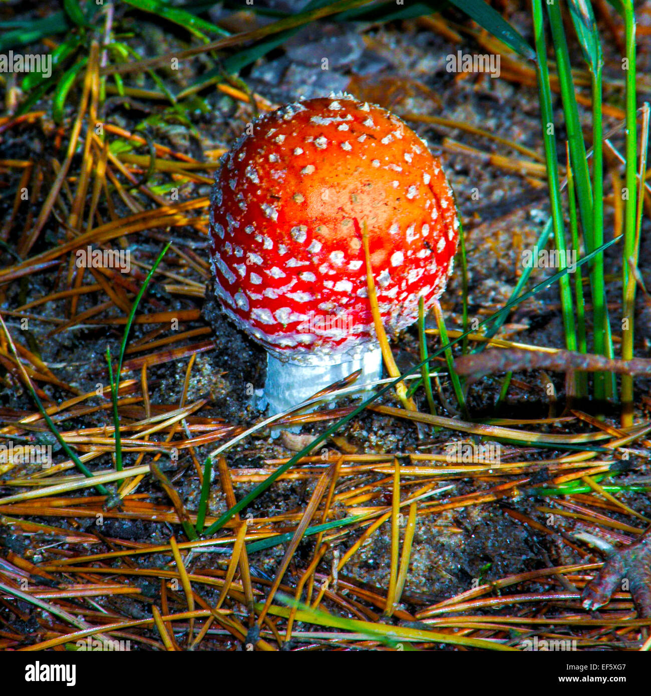 Agaric fly de champignons Banque D'Images