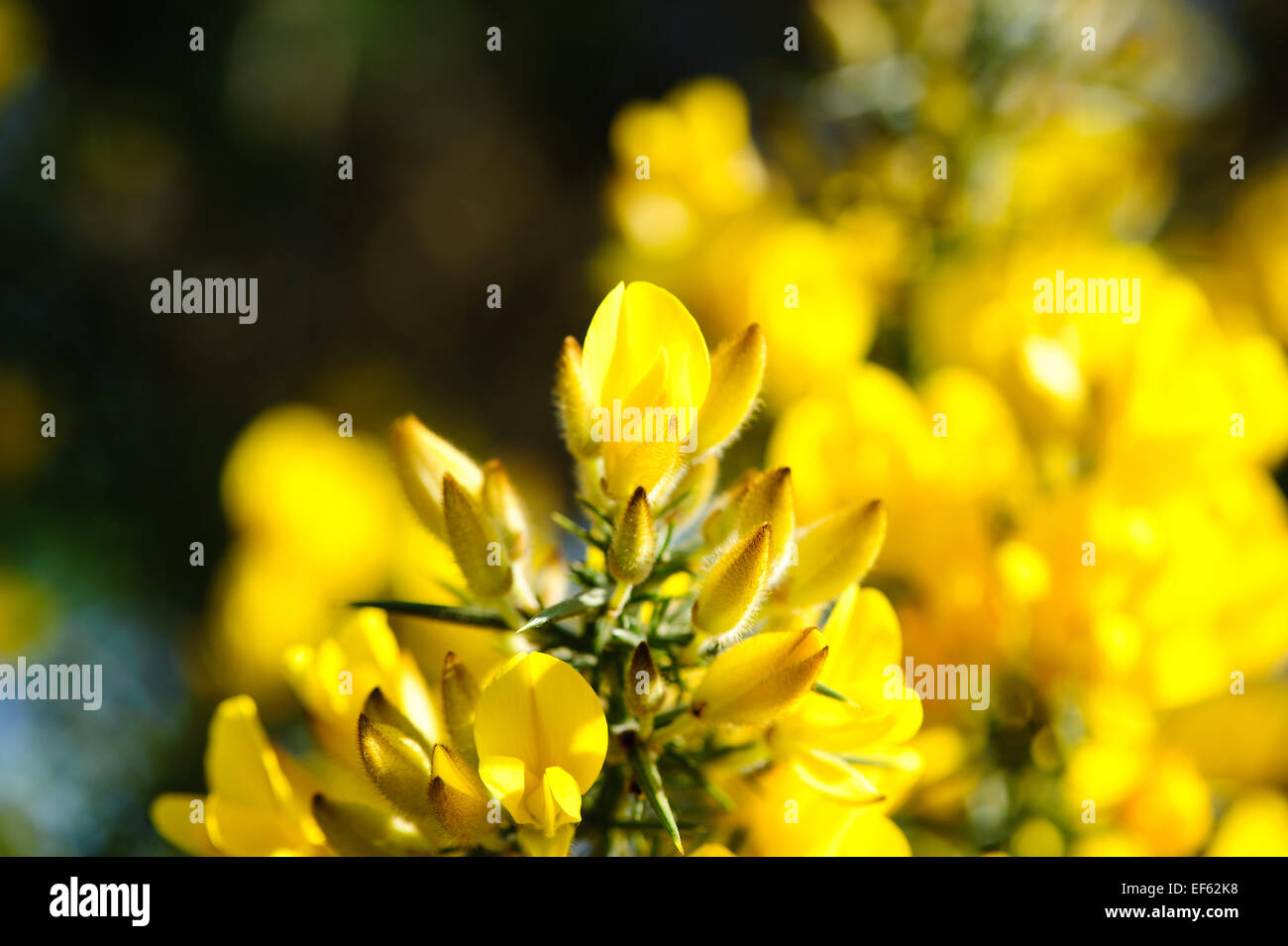 Belles fleurs jaunes, l'ajonc Ulex europaeus ajonc commun, Banque D'Images