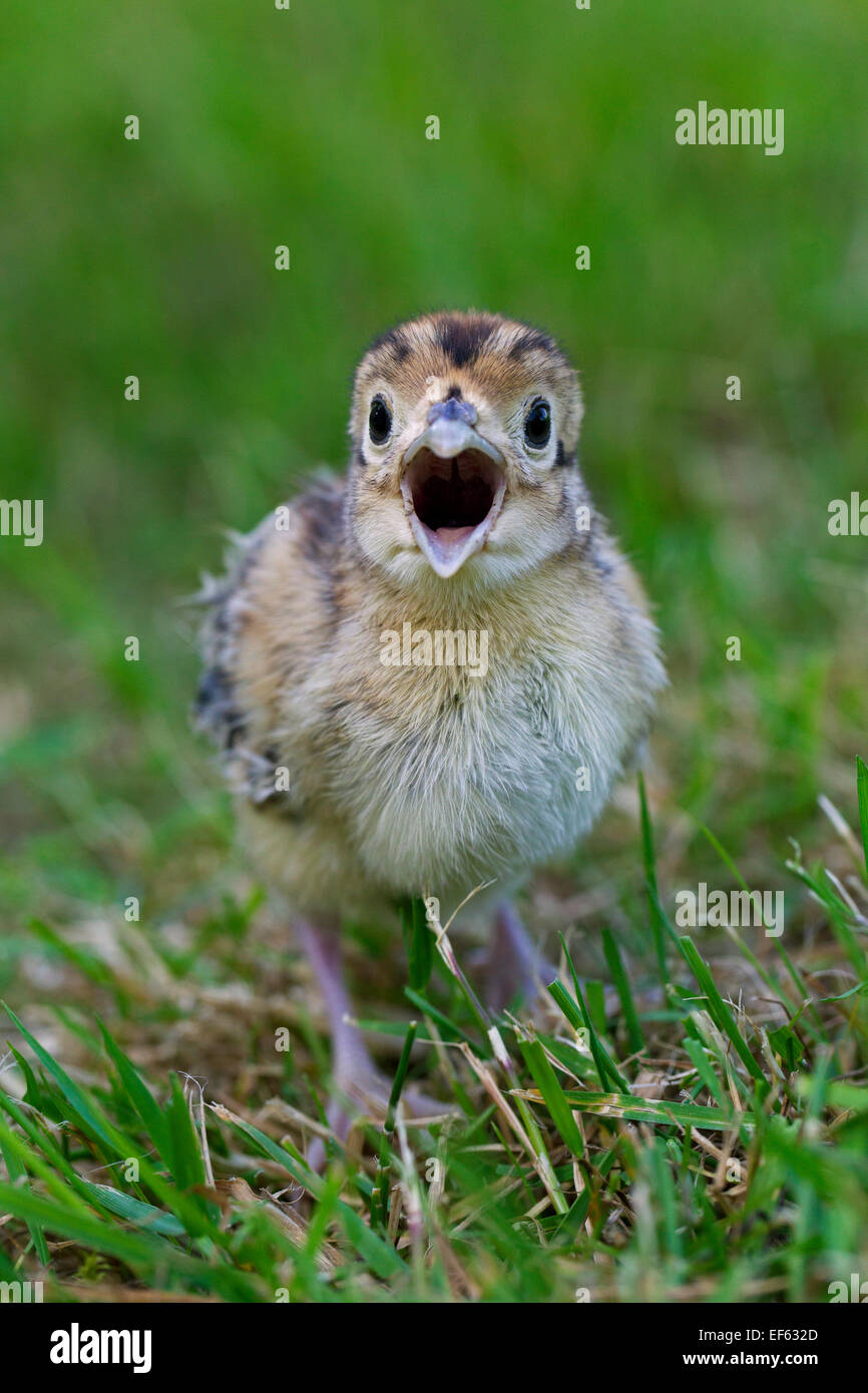 Le faisan commun (Phasianus colchicus) chick appelant dans les prairies Banque D'Images