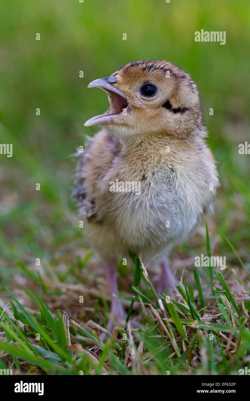 Le faisan commun (Phasianus colchicus) chick appelant dans les prairies Banque D'Images