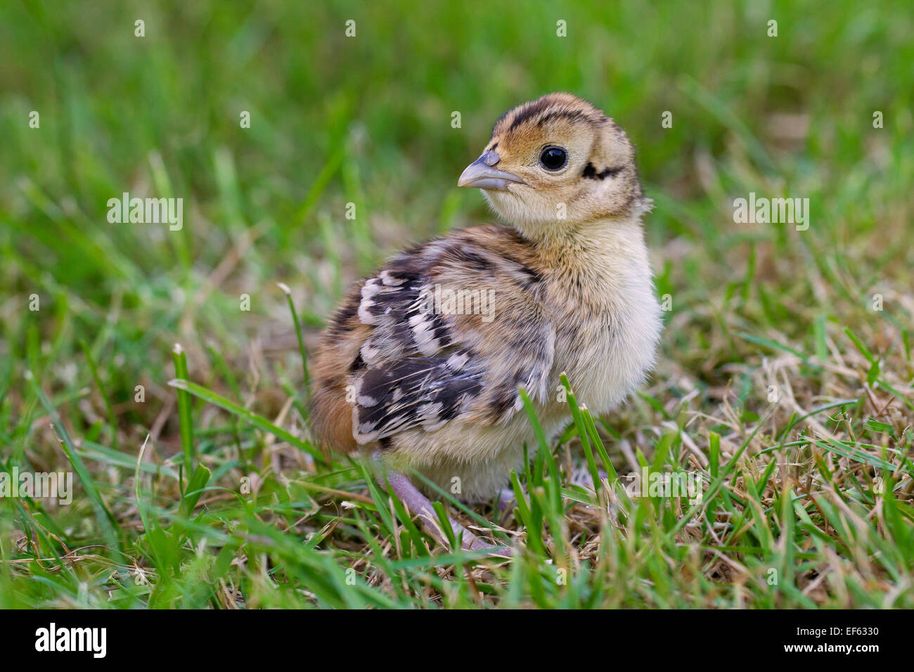 Le faisan commun (Phasianus colchicus) dans les prairies Banque D'Images