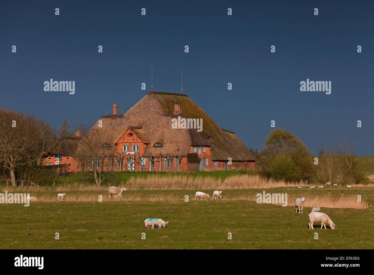 Haubarg / hauberg, ferme traditionnelle avec toit de chaume de l'Eiderstedt péninsule, Schleswig-Holstein, Allemagne Banque D'Images