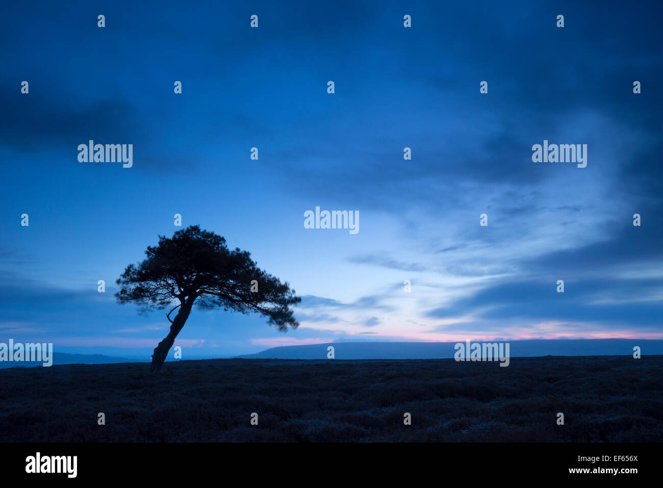 Lone Tree sur Spaunton Moor, North Yorkshire, Royaume-Uni. Banque D'Images