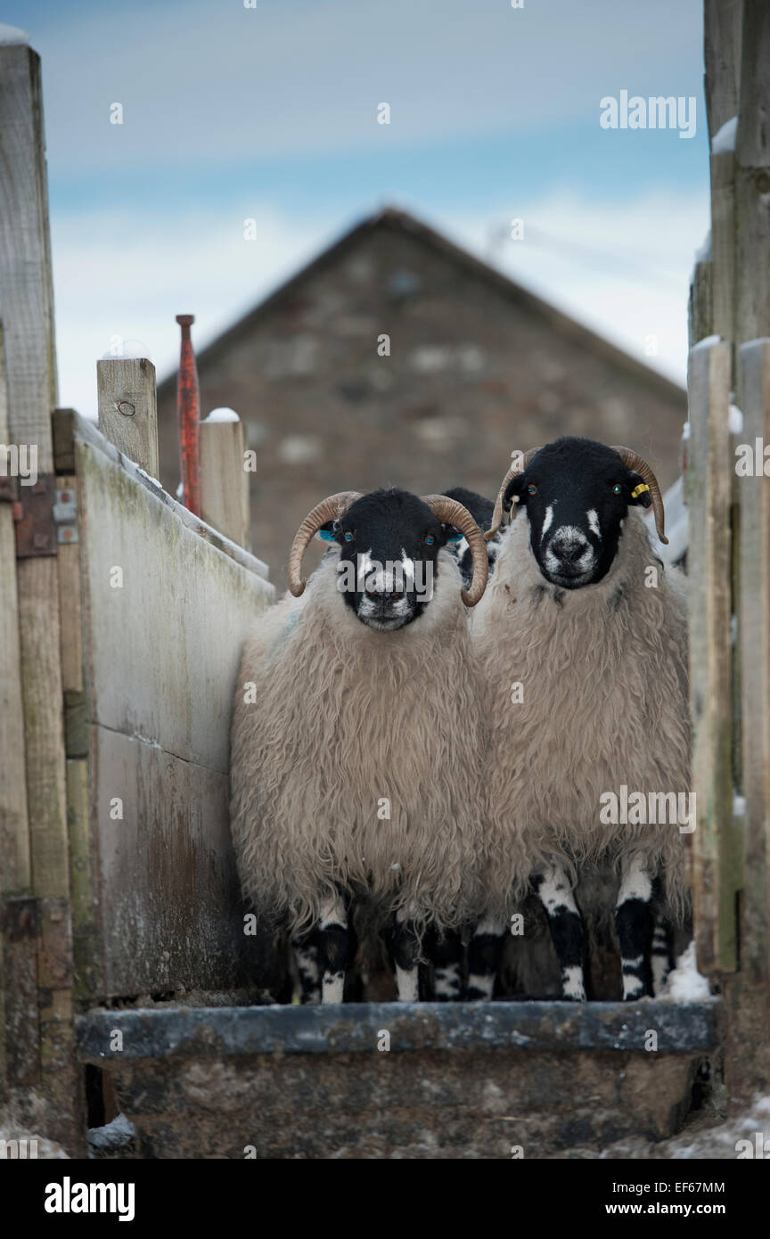 Moutons Dalesbred passer par un bain de pieds pour aider à prévenir les maladies. North Yorkshire, UK Banque D'Images