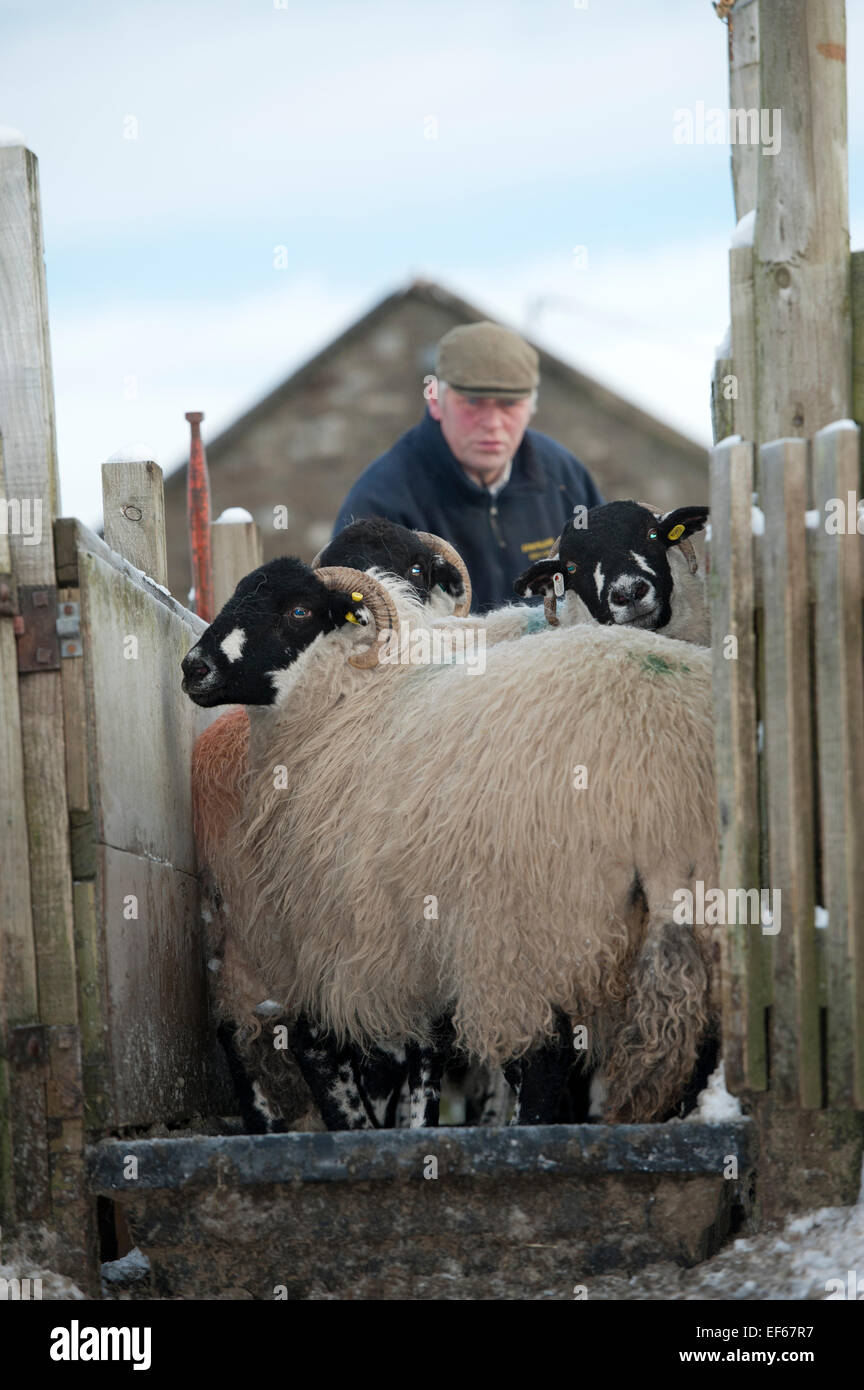 Moutons dalesbred passer par un bain de pieds pour aider à prévenir la pourriture du pied. North Yorkshire, UK Banque D'Images
