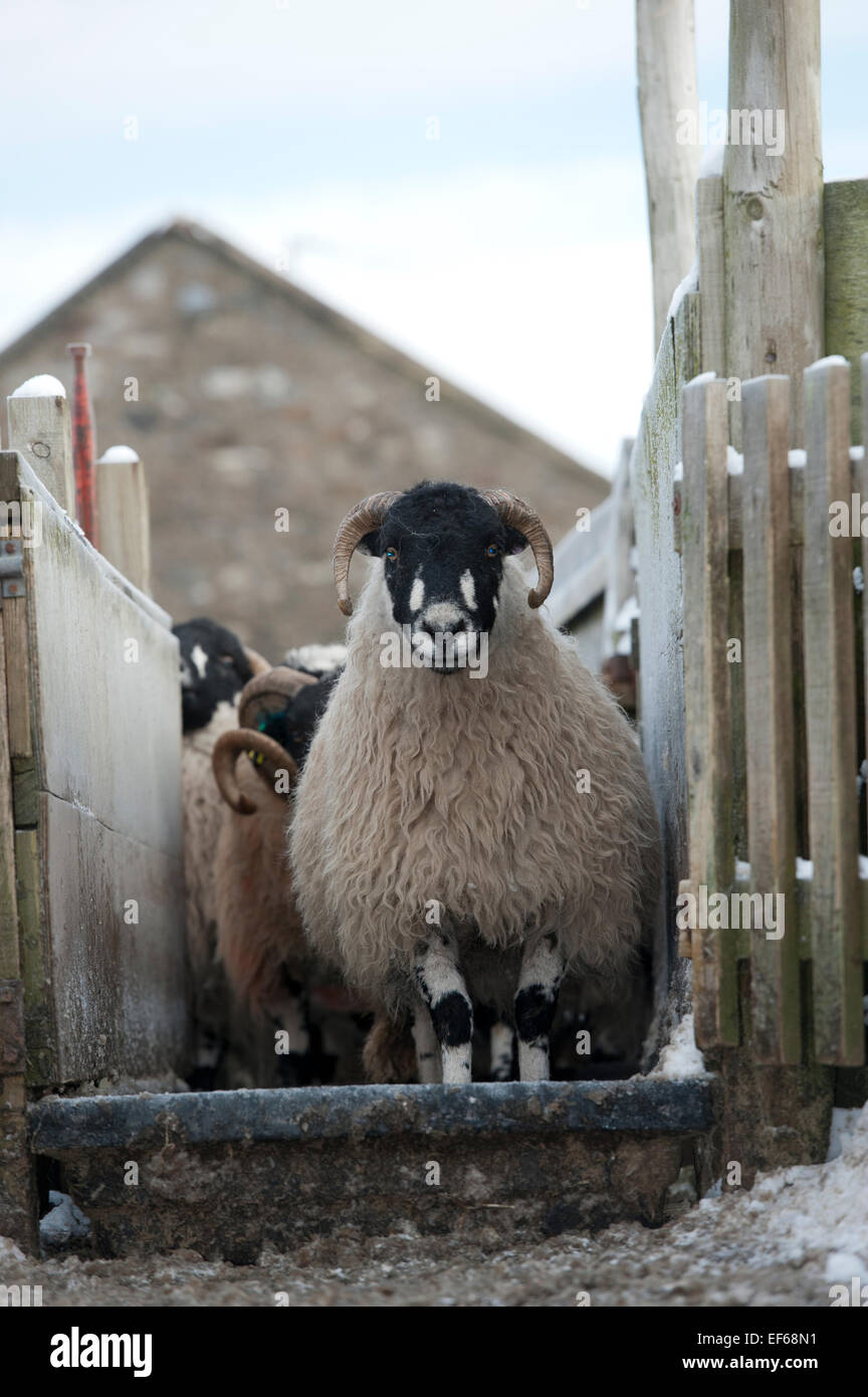Moutons dalesbred passer par un bain de pieds pour aider à prévenir la pourriture du pied. North Yorkshire, UK Banque D'Images