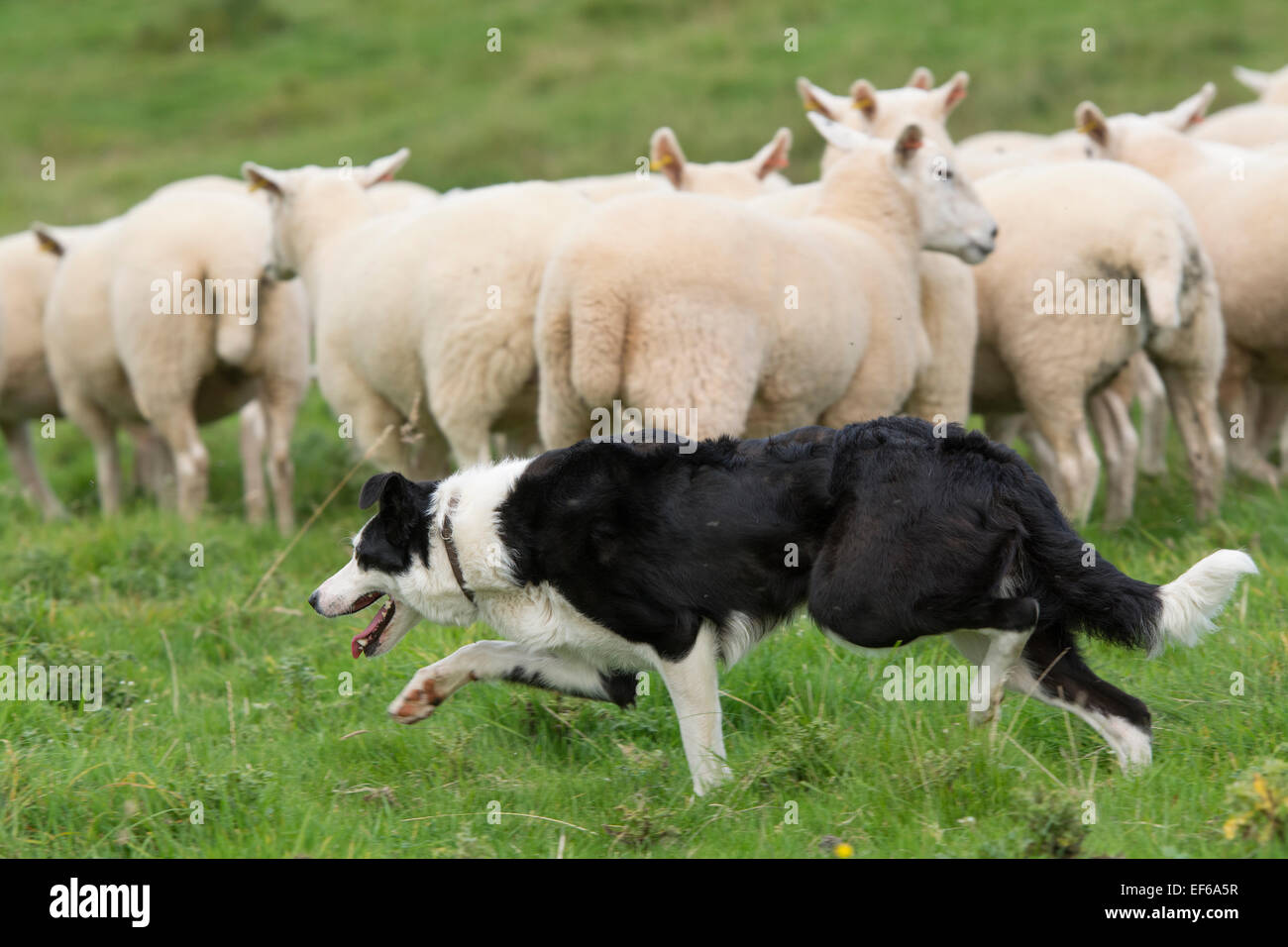 Travail de berger Border Collie un troupeau de moutons, Cumbria, RoyaumeUni Photo Stock Alamy