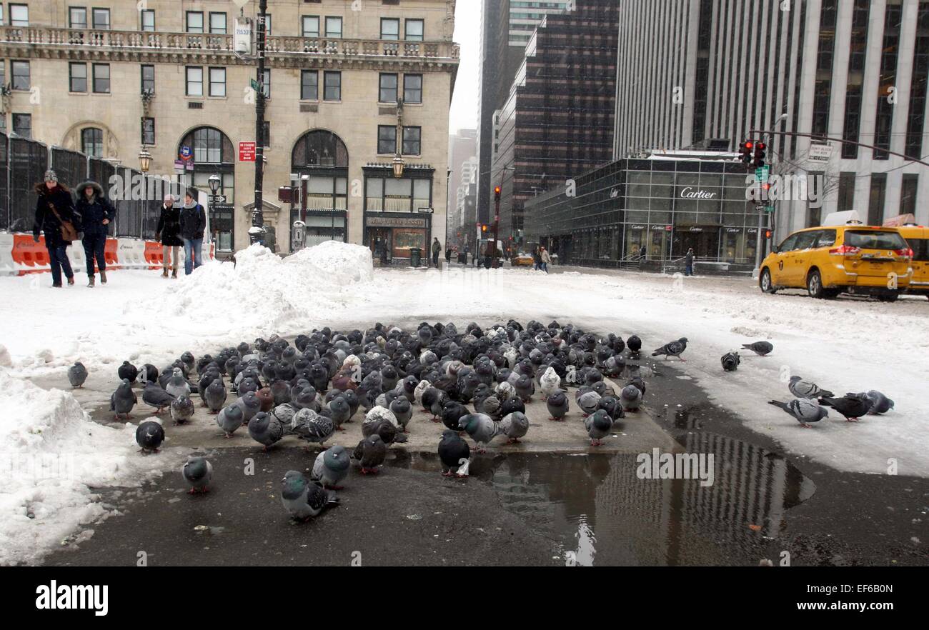 New York, USA. 27 Jan, 2015. Un troupeau de pigeons se réunissent pour garder au chaud dans la rue à Manhattan de New York, États-Unis, 27 janvier 2015. La plupart des interdictions de voyage ont été levées et les services de transport en commun graduellement repris mardi matin dans la région de New York après une tempête dont l'impact est beaucoup moins que prévu pour la plupart de la région. Credit : Wu Xia/Xinhua/Alamy Live News Banque D'Images
