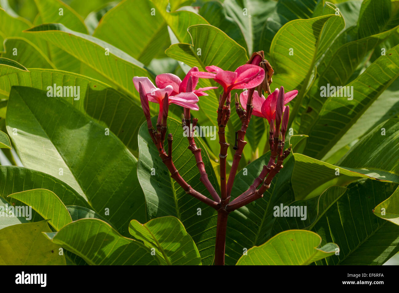 Plumeria rubra frangipanier rouge, Banque D'Images