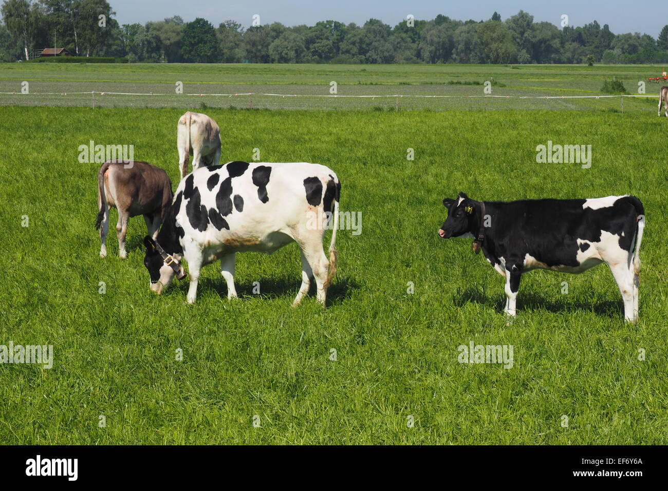 Les vaches Suisses sur pâturage pâturage vert. Banque D'Images