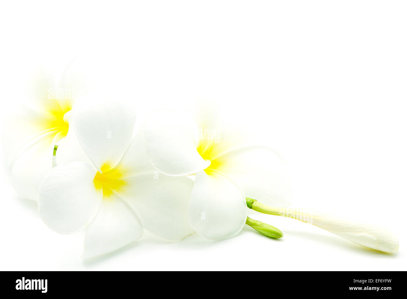 Blanc et jaune fleurs parfumées, Plumeria ou frangipanier, isolé sur fond blanc Banque D'Images