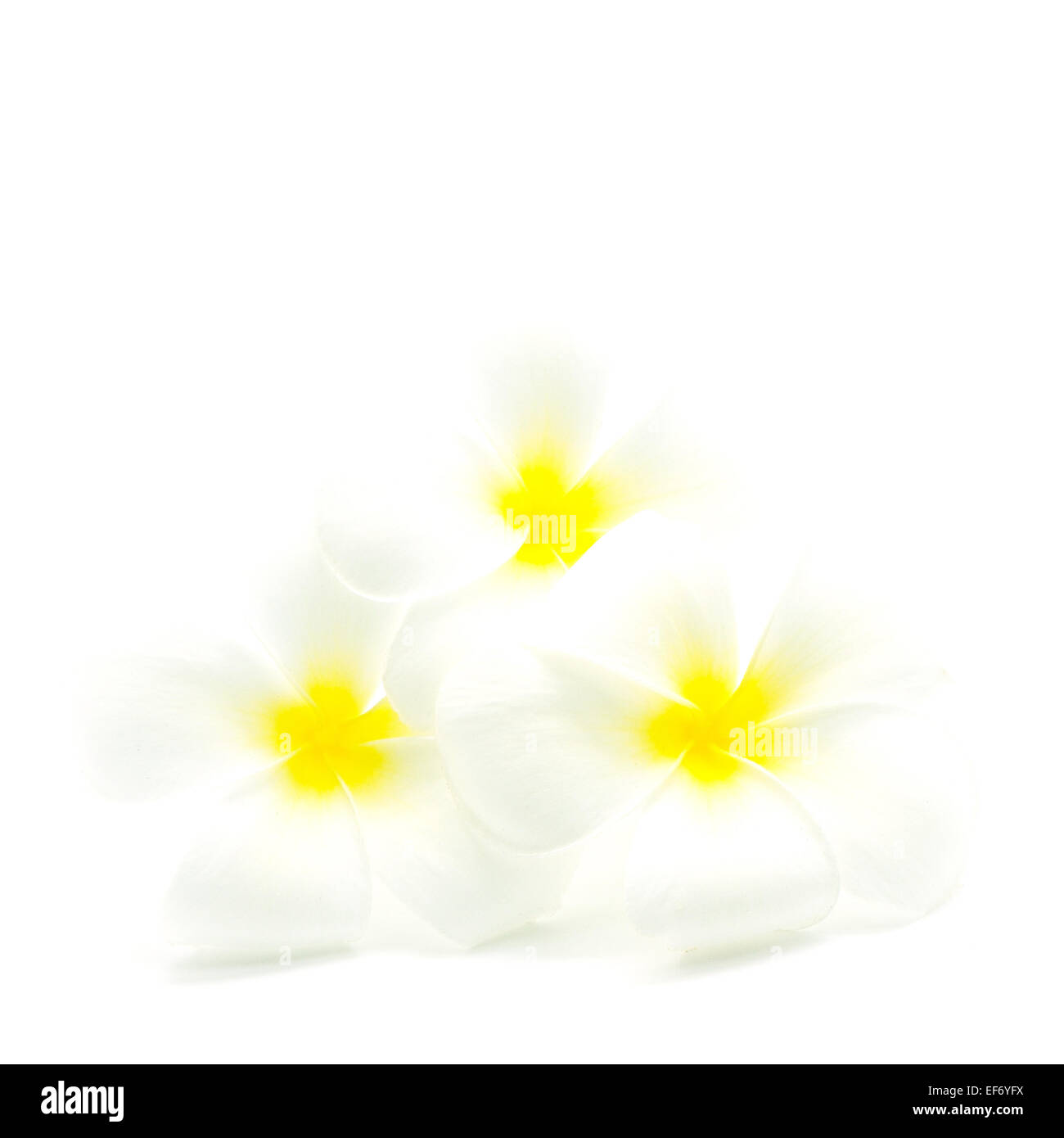 Blanc et jaune fleurs parfumées, Plumeria ou frangipanier, isolé sur fond blanc Banque D'Images