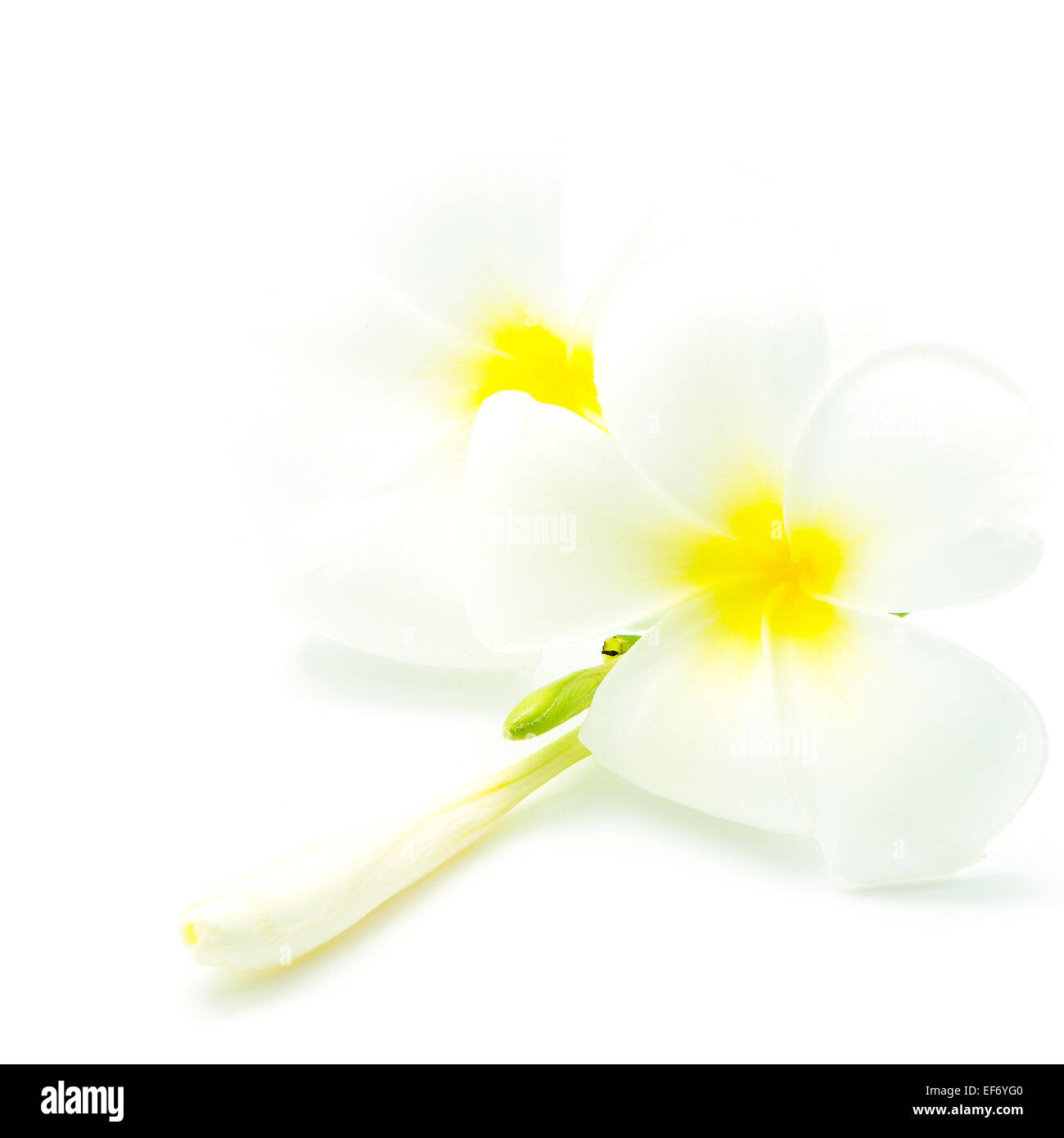 Blanc et jaune fleurs parfumées, Plumeria ou frangipanier, isolé sur fond blanc Banque D'Images