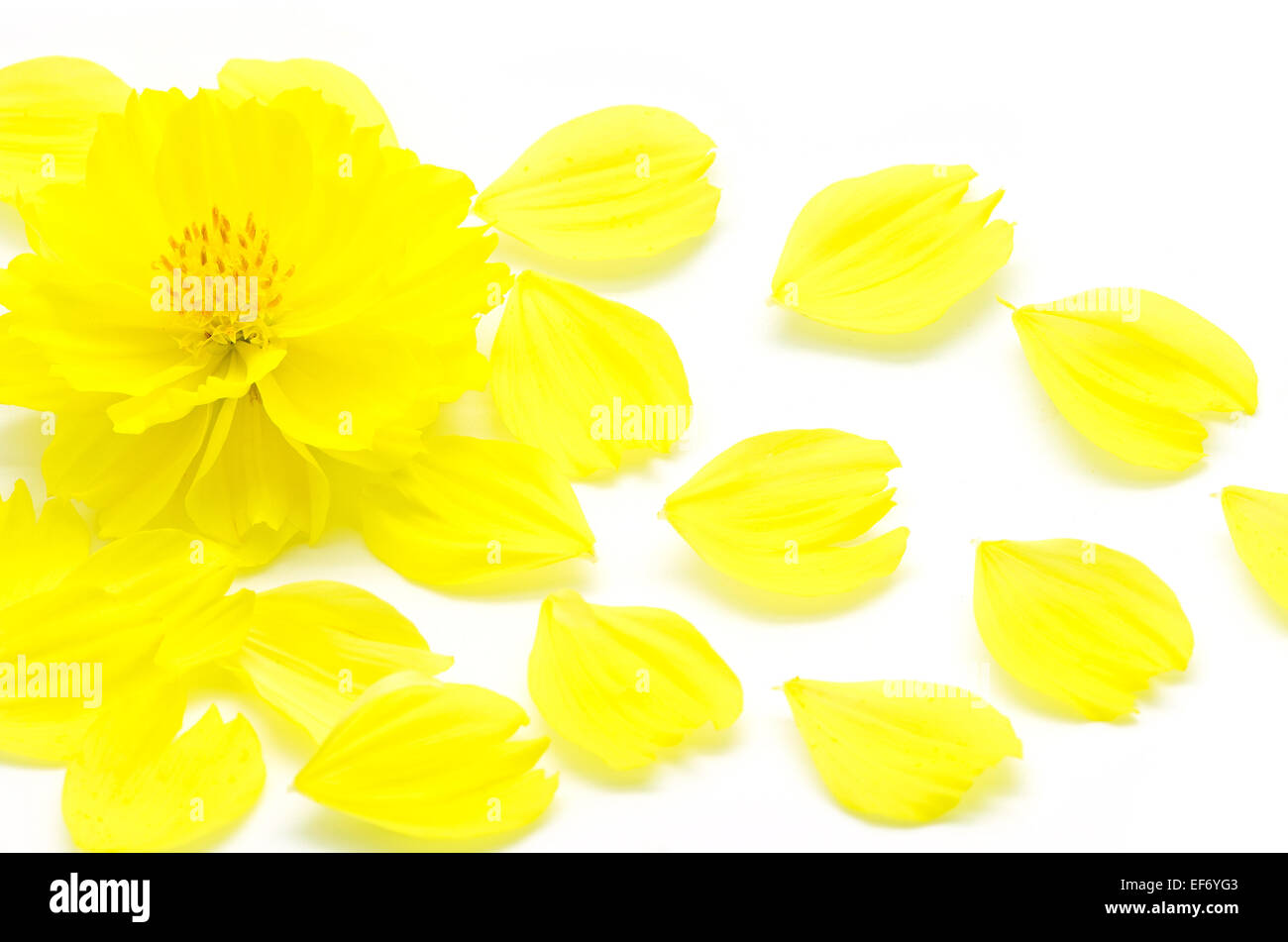 Gros plan du cosmos, fleurs jaune isolé sur fond blanc Banque D'Images