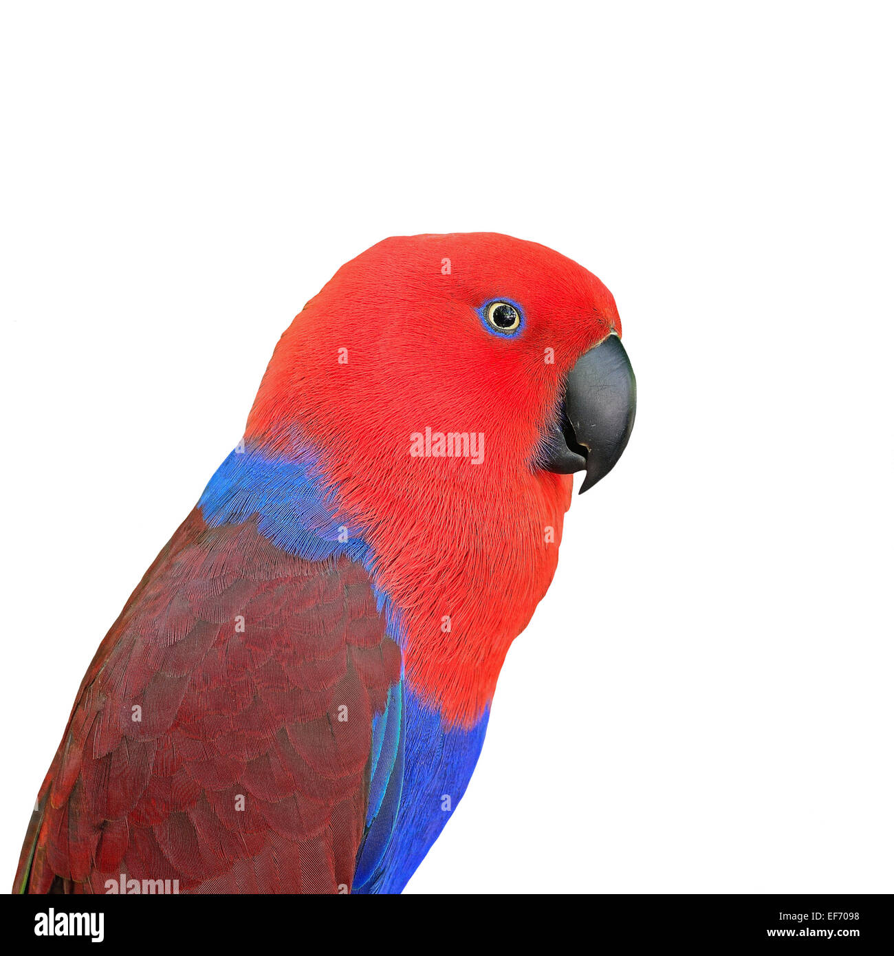 Perroquet rouge coloré, une femelle Eclectus roratus Eclectus parrot (visage), profil, isolé sur fond blanc Banque D'Images