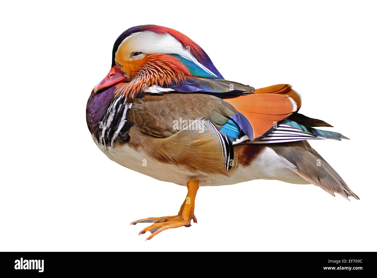 Beau mâle Canard mandarin (Aix galericulata), isolé sur fond blanc Banque D'Images