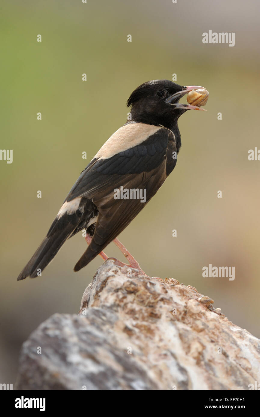 Rosy Pasteur à Sorbulak lake, le sud du Kazakhstan, avec des oiseaux rapaces Banque D'Images