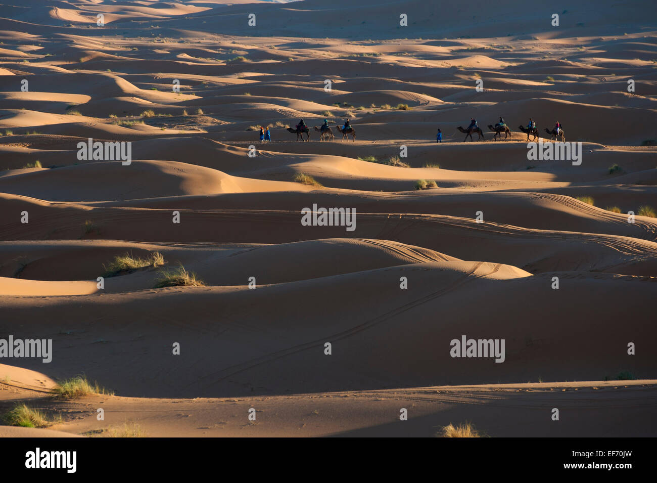 Les touristes chameaux à travers les dunes de sable à un camp dans le désert, Merzouga, Maroc Banque D'Images