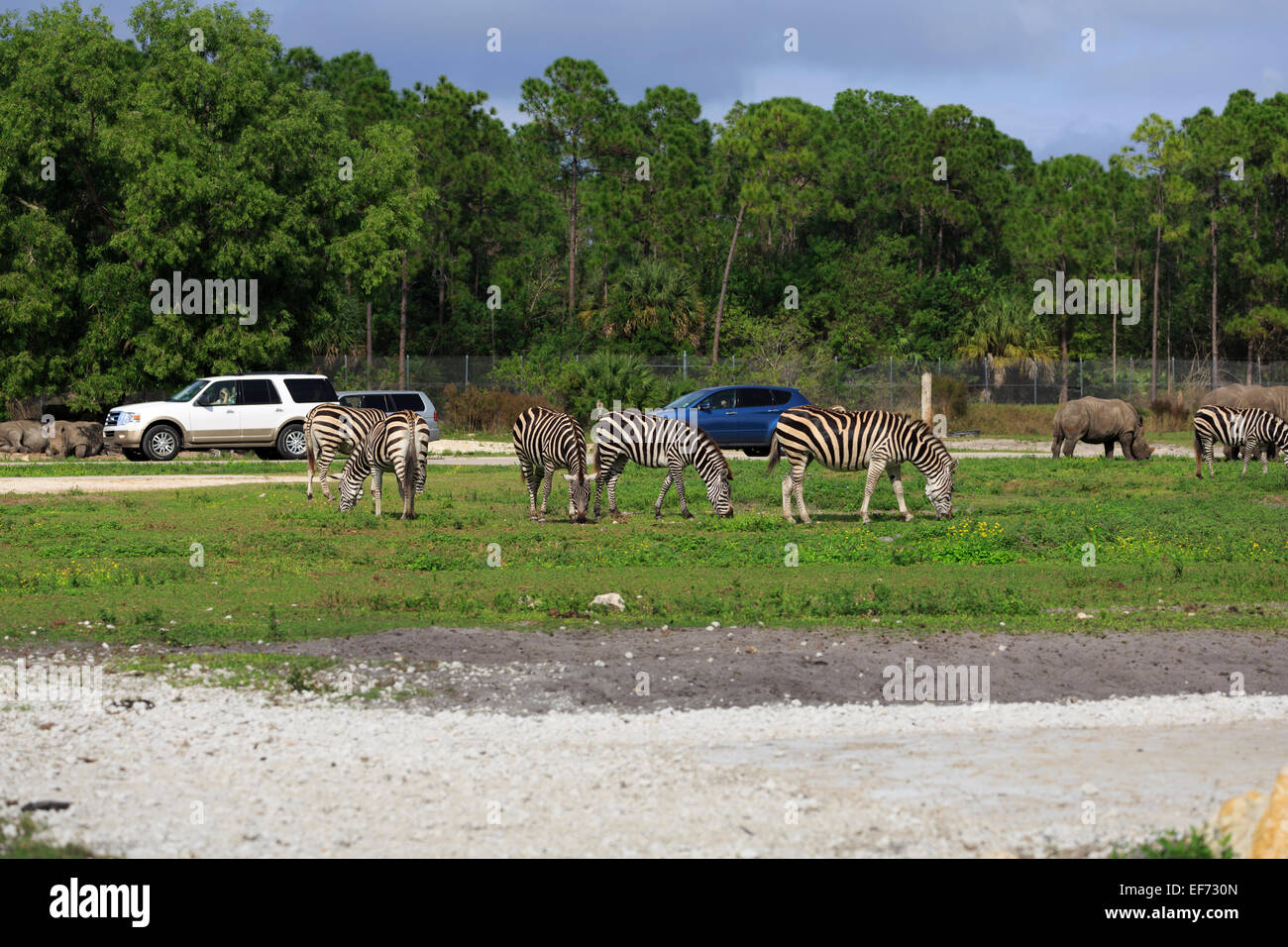 Des zèbres et des rhinocéros dans Lion Country Safari Park, Floride Banque D'Images