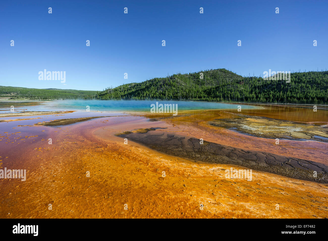 Grand Prismatic Spring, le parc national de Yellowstone, Wyoming, united states Banque D'Images