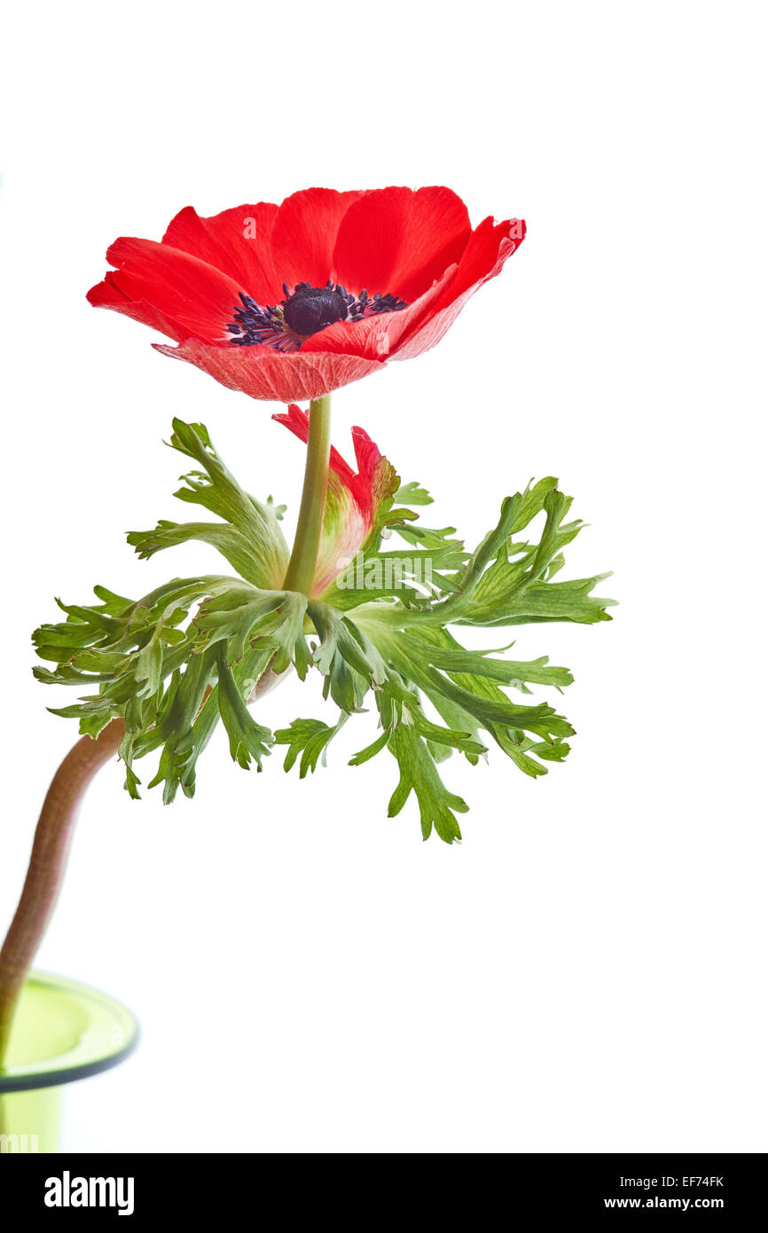 Anémone de pavot ou Espagnol Marigold (Anemone coronaria) Banque D'Images