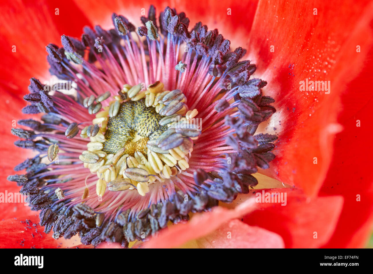 Anémone de pavot ou Espagnol Marigold (Anemone coronaria) Banque D'Images