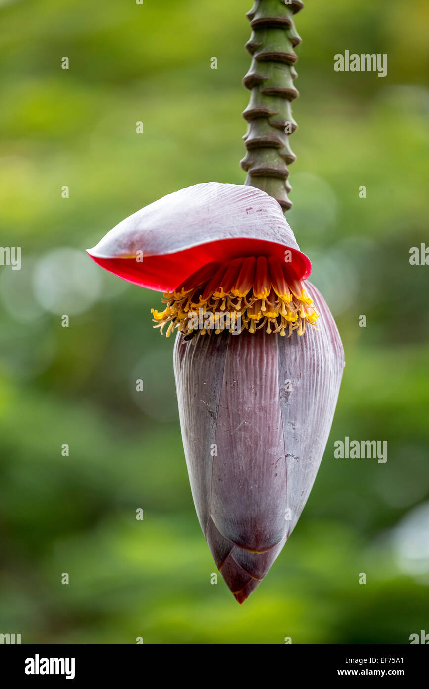 Bananier (Musa Paradisiaca), ouvert tige fleurie, Viñales, province de Pinar del Rio, Cuba Banque D'Images