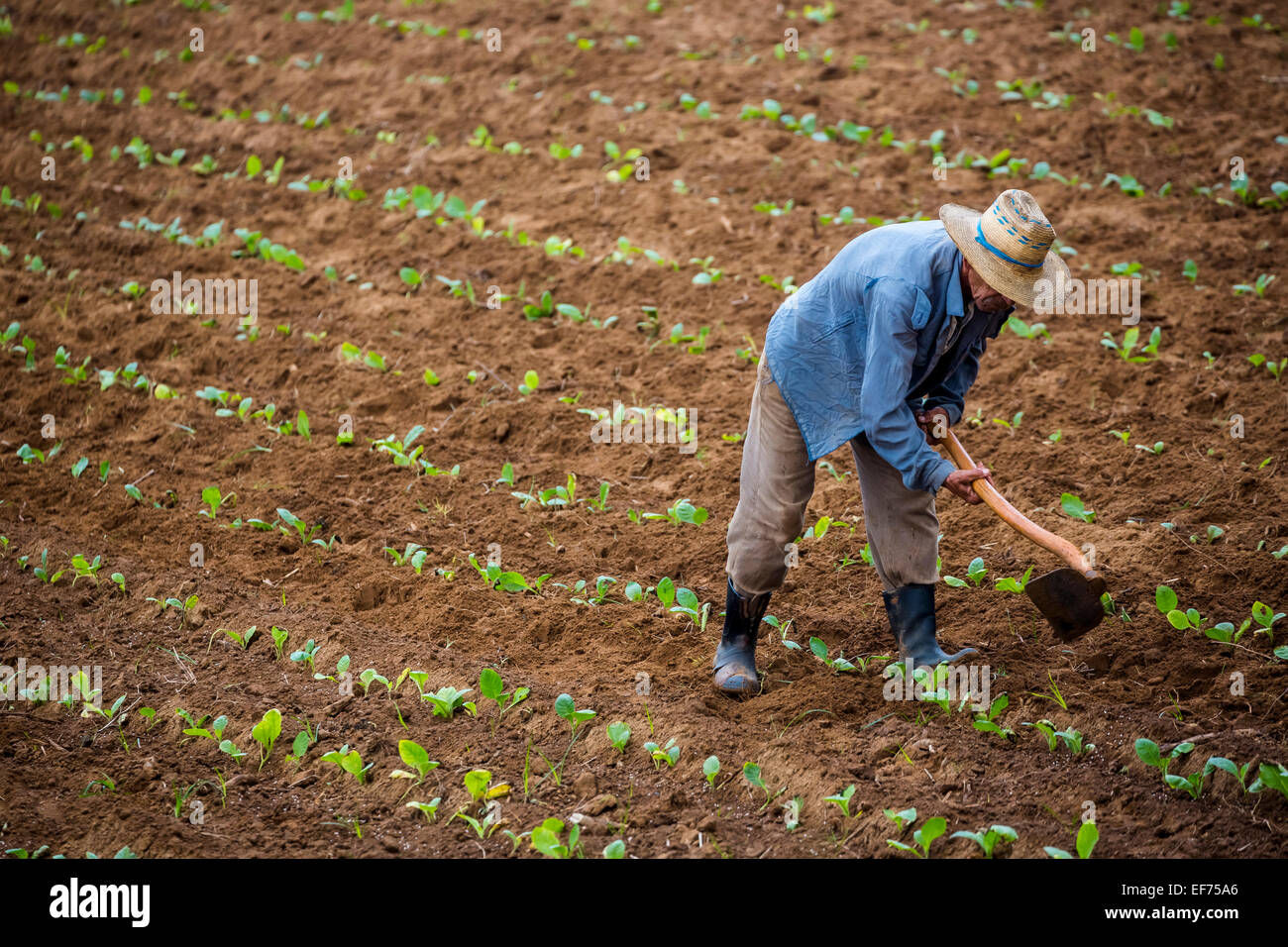 Agriculteur cultiver son champ de tabac dans la Vallée de Viñales, province de Pinar del Rio, Cuba Banque D'Images