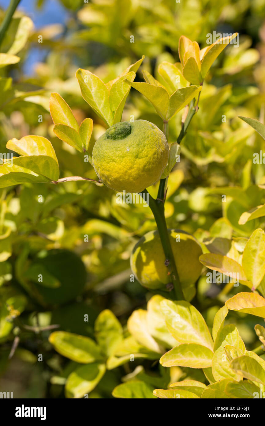 Feuilles trifoliées, fruits, Orange, Bitter-Orange Bitterorange, Früchte, Poncirus trifoliata, Citrus trifoliata, Orange amère, Poncir Banque D'Images