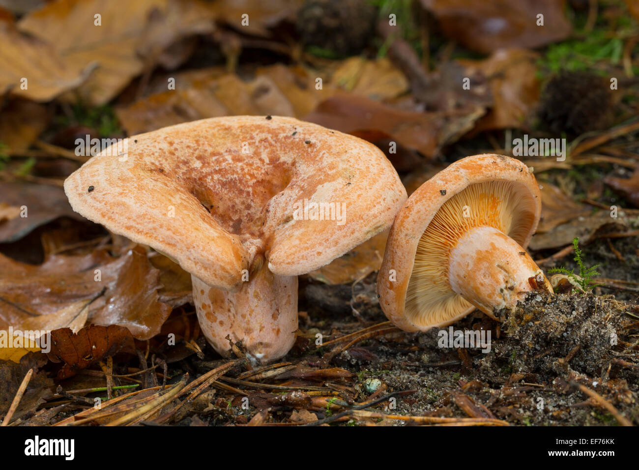 Le lait au safran, Safran milkcap PAC, la société Reizker Blutreizker Edelreizker,,, Lactarius deliciosus, Lectaria deliciosa Banque D'Images