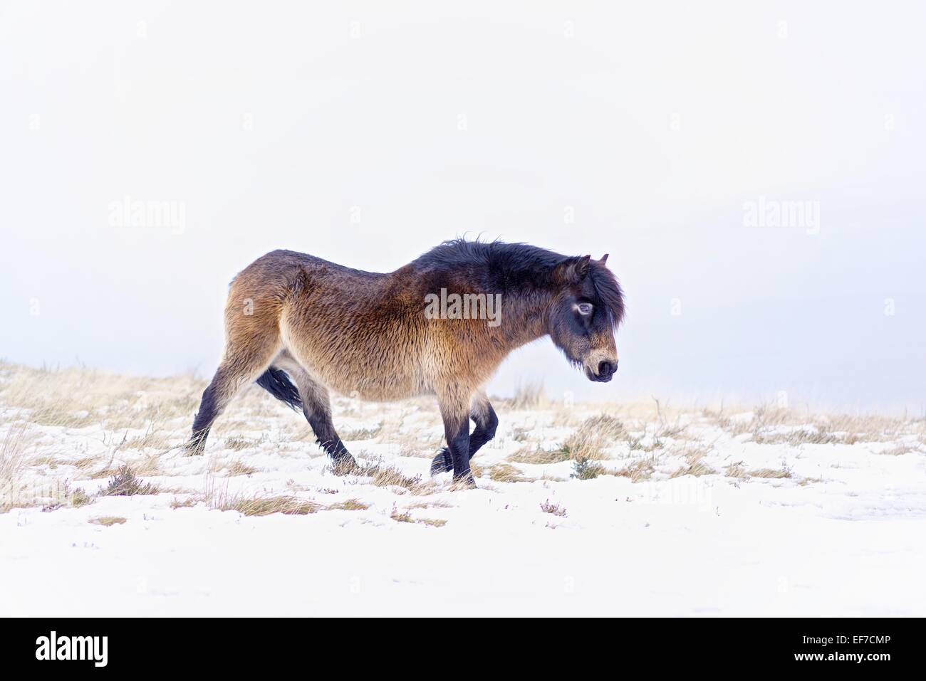 Un poney Exmoor coloré jaune nourriture herbe dans la neige de dérive dans un contexte d'après-midi d'hiver la lumière. Banque D'Images