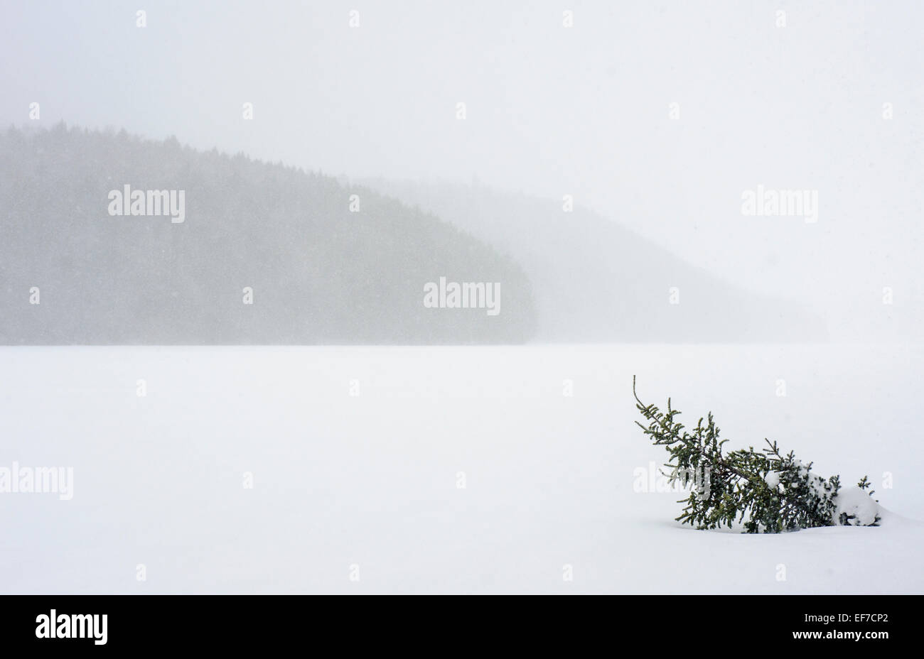 L'hiver Banque D'Images