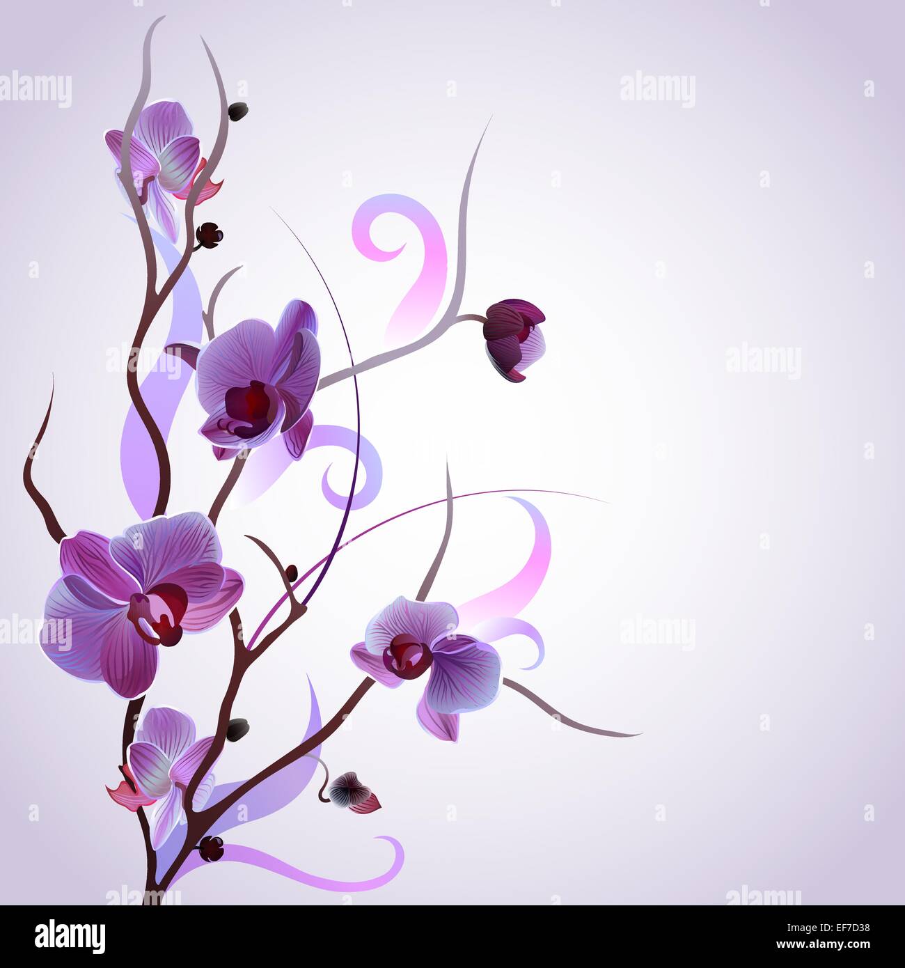 Carte De Souhaits Avec Vecteur Doux Violet Brunch Orchidee Image Vectorielle Stock Alamy Carte De Souhaits Avec Vecteur Doux Violet Brunch Orchidee Image Vectorielle Stock Alamy